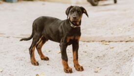 A young Doberman Pinscher standing on a sandy surface outdoors.