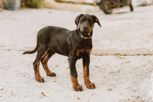 A young Doberman Pinscher standing on a sandy surface outdoors.