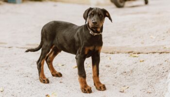 A young Doberman Pinscher standing on a sandy surface outdoors.