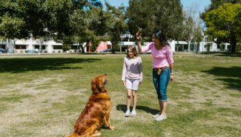 A woman and child play fetch with a golden retriever in a sunny park setting.