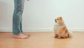 pomeranian - PetTrainGuide