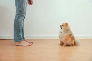 pomeranian - PetTrainGuide