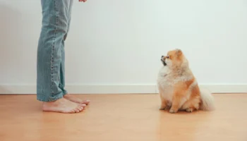 pomeranian - PetTrainGuide