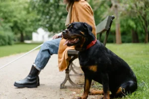 rottweiler - PetTrainGuide