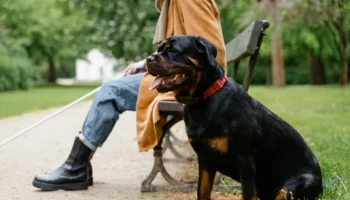 rottweiler - PetTrainGuide