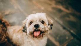 Charming portrait of a playful Shih Tzu puppy with tongue out, exuding cuteness.