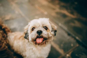 Charming portrait of a playful Shih Tzu puppy with tongue out, exuding cuteness.