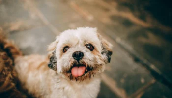 Charming portrait of a playful Shih Tzu puppy with tongue out, exuding cuteness.