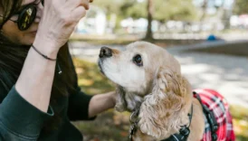 cocker spaniel - PetTrainGuide