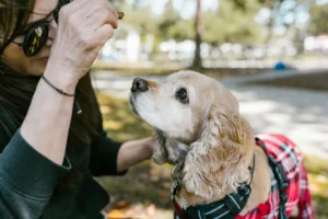 cocker spaniel - PetTrainGuide