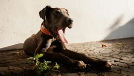 great dane - PetTrainGuide