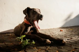 great dane - PetTrainGuide