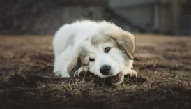A cute fluffy puppy chewing on a stick, surrounded by dry grass outdoors.