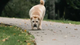 shar pei - PetTrainGuide