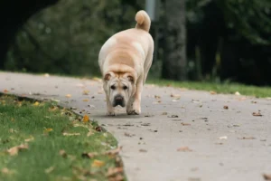shar pei - PetTrainGuide