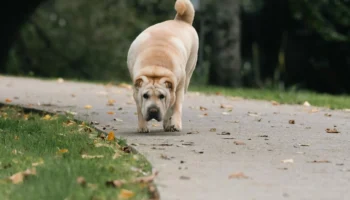 shar pei - PetTrainGuide