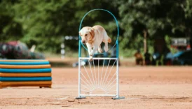 dog breeds - PetTrainGuide