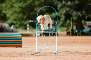 dog breeds - PetTrainGuide