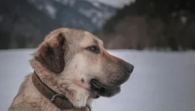 anatolian shepherd - PetTrainGuide