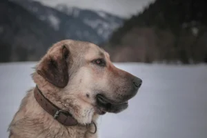 anatolian shepherd - PetTrainGuide