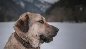 anatolian shepherd - PetTrainGuide