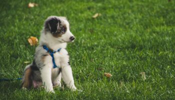 Cute Australian Shepherd puppy with leash sitting on green grass outdoors.
