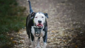 bull terrier - PetTrainGuide