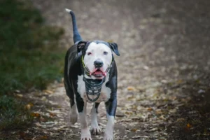 bull terrier - PetTrainGuide