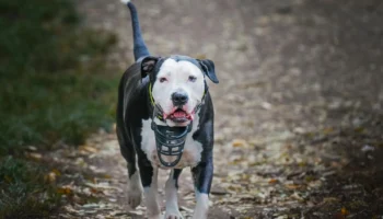 bull terrier - PetTrainGuide