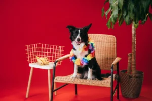 can dogs eat bananas - PetTrainGuide