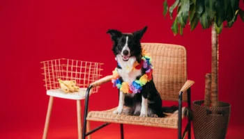 can dogs eat bananas - PetTrainGuide