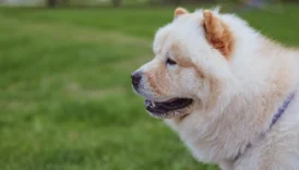 chow chow - PetTrainGuide