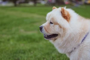 chow chow - PetTrainGuide