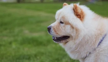 chow chow - PetTrainGuide