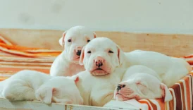 dogo argentino - PetTrainGuide
