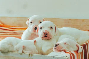 dogo argentino - PetTrainGuide