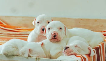 dogo argentino - PetTrainGuide