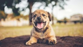 A cute and happy puppy lying on the ground with a cheerful expression outdoors.