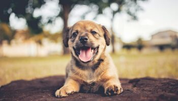 A cute and happy puppy lying on the ground with a cheerful expression outdoors.