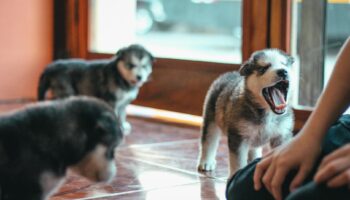 Three Siberian Husky puppies playing on a tiled floor indoors, with a person nearby.