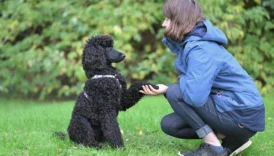 hypoallergenic dogs - PetTrainGuide