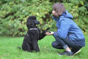 hypoallergenic dogs - PetTrainGuide