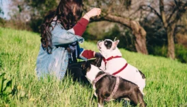 rat terrier - PetTrainGuide