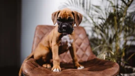 boxer dog dogs - PetTrainGuide