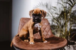 boxer dog dogs - PetTrainGuide