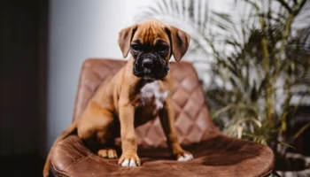 boxer dog dogs - PetTrainGuide
