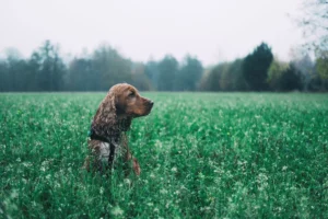 boykin spaniel - PetTrainGuide