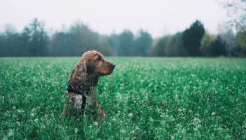 boykin spaniel - PetTrainGuide
