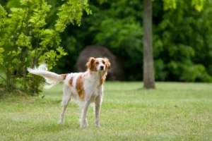 brittany spaniel - PetTrainGuide