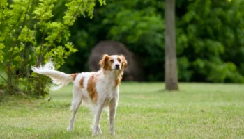 brittany spaniel - PetTrainGuide